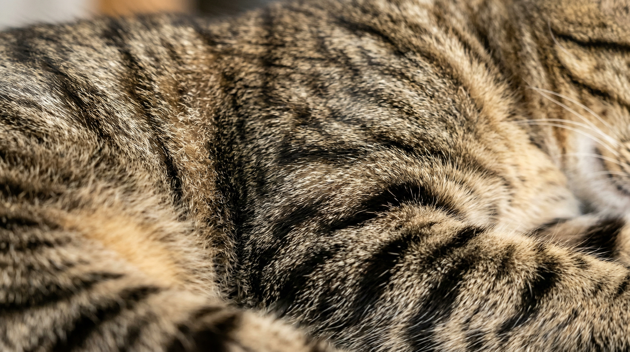 A detailed close-up view of a tabby cat's coat, showcasing the intricate genetic patterns that create the signature stripes and spots. The fur appears soft and plush, with a warm, natural lighting that accentuates the subtle gradients and variations in the tabby markings. The image is shot at a high resolution, revealing the fine textural details of the individual hairs. The focus is sharp, allowing the viewer to appreciate the complex genetic mechanisms behind this classic cat color. The overall mood is one of scientific curiosity and appreciation for the wonders of feline biology. A high-resolution close-up of a tabby cat’s fur, showing detailed stripes and spots with soft texture and warm natural lighting that highlights the coat’s pattern variations.