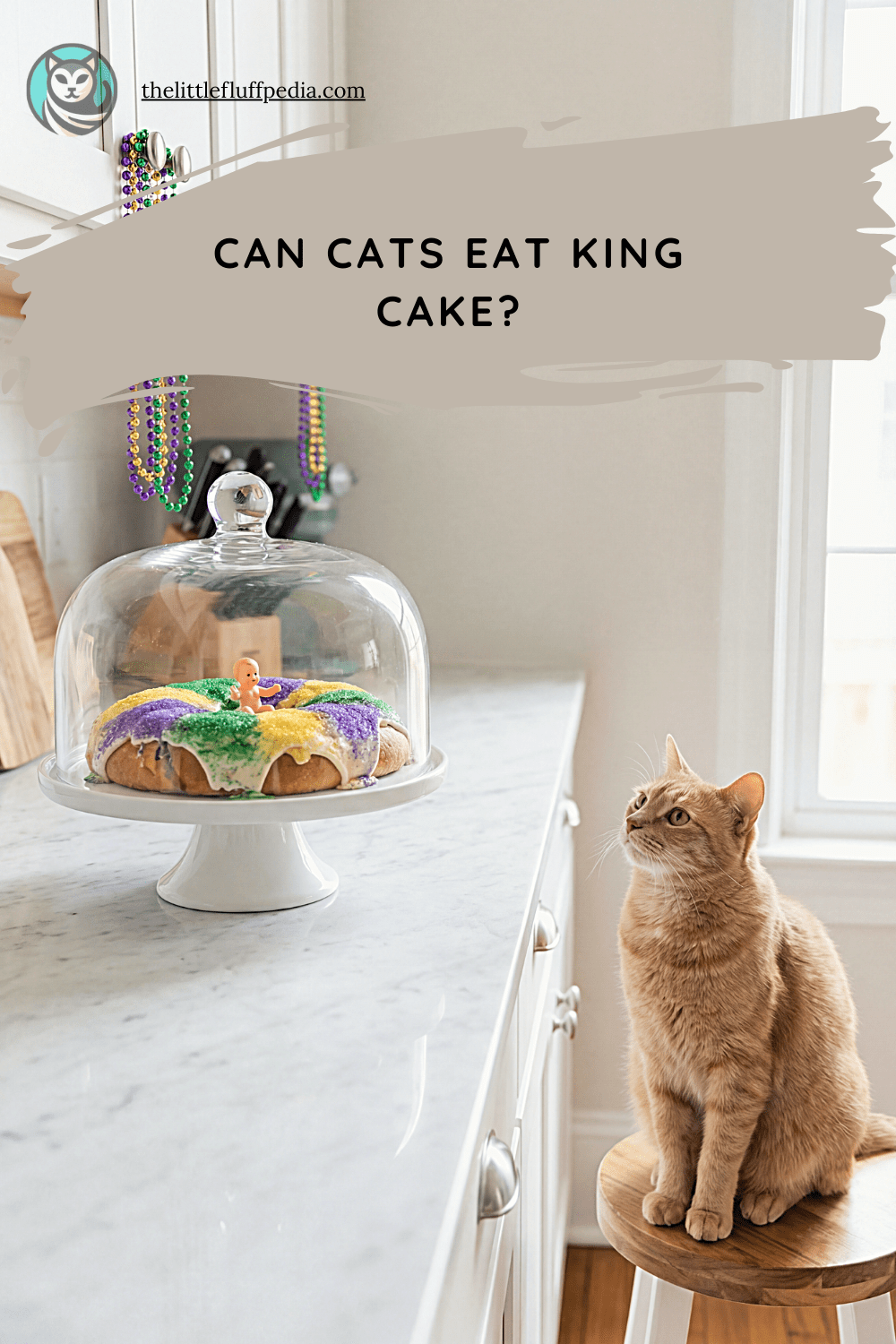 Cat sitting near a covered king cake on a kitchen counter, showing Mardi Gras food kept safely out of reach.